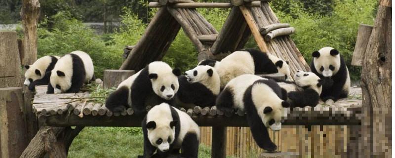  熊猫有攻击性吗